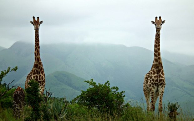 Giraffe HD Backgrounds.