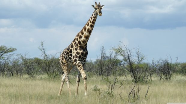 Giraffe HD Image.