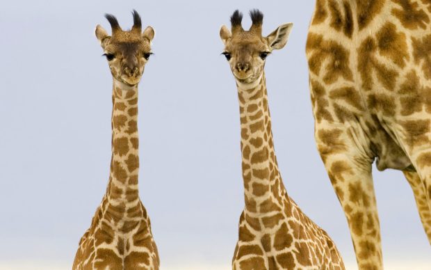 Giraffe HD Photo Download.