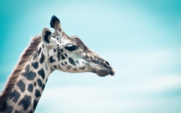 Giraffe HD Wallpapers.