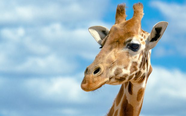 Giraffe Image.