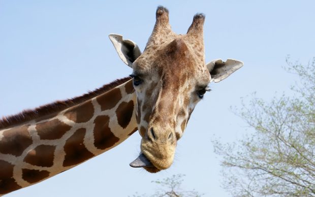 Giraffe Image Free Download.