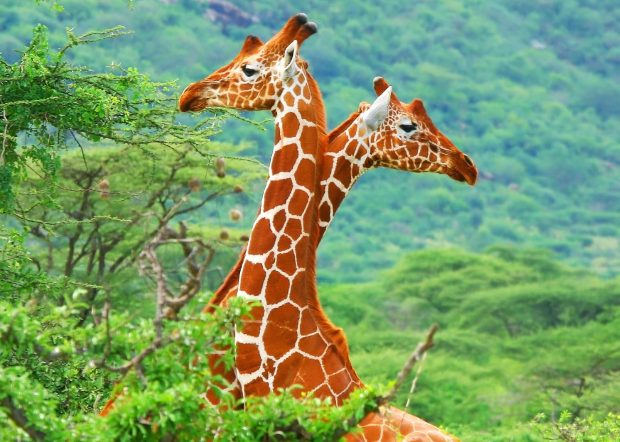 Giraffe Pair HD Wallpapers.