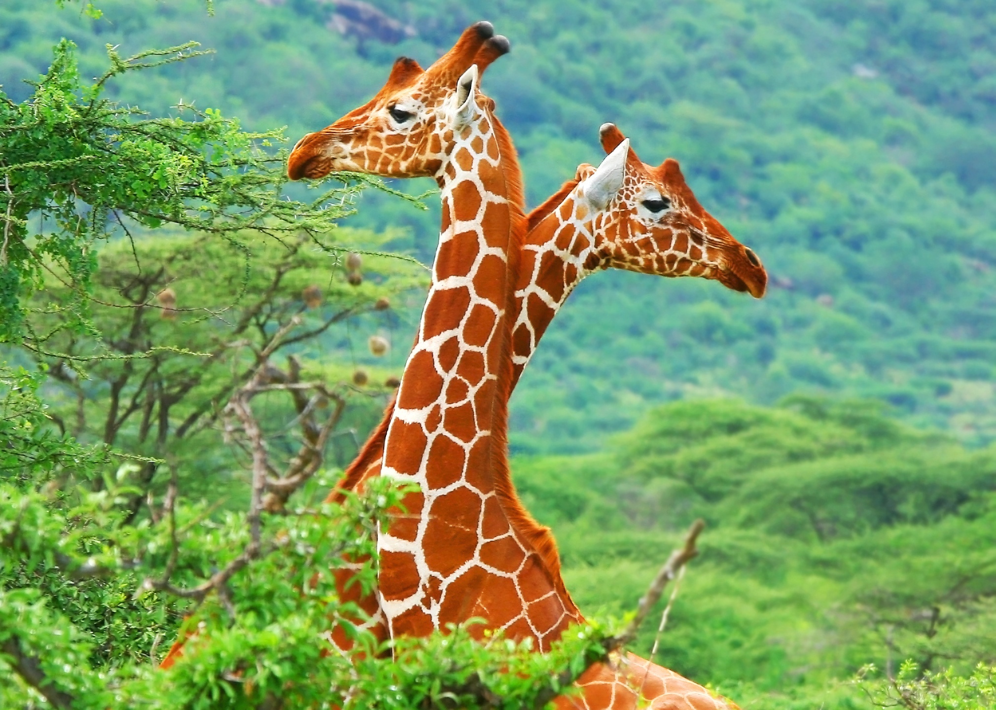 Жирафы у дерева скачать