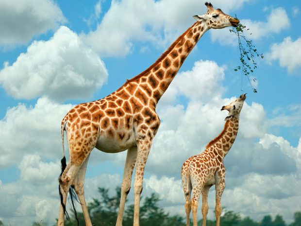 Giraffe Photo.