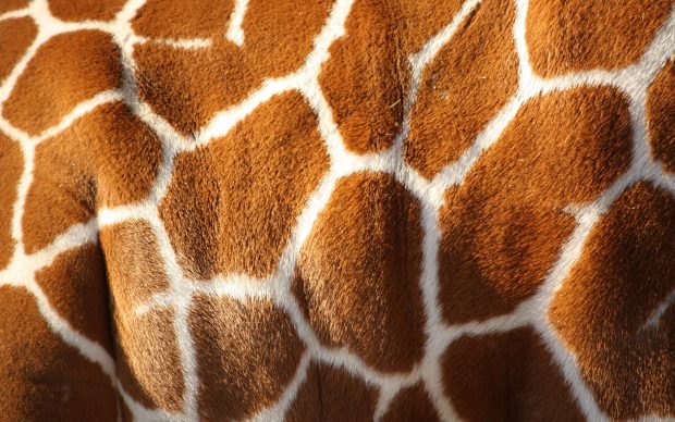 Giraffe Skin Wallpaper.