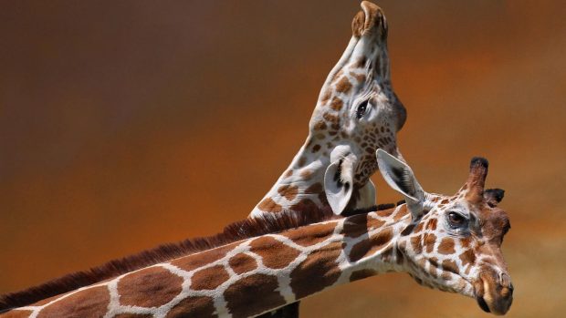 Giraffe So Cute Wallpaper.