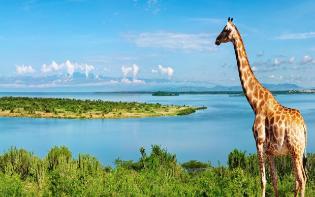 Giraffe Wallpaper Full HD.