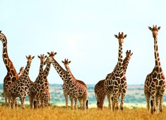 Giraffe Widescreen HD.