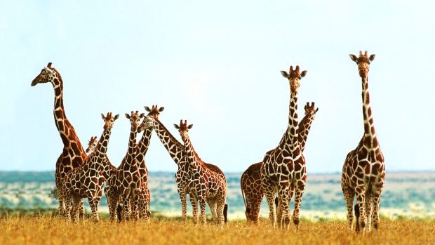 Giraffe Widescreen HD.