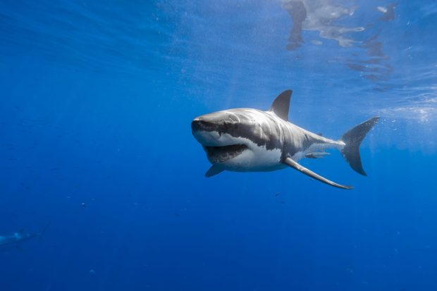 Great White Shark HD.