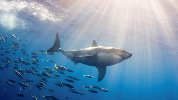 Great White Shark Followed by Schooling Fish