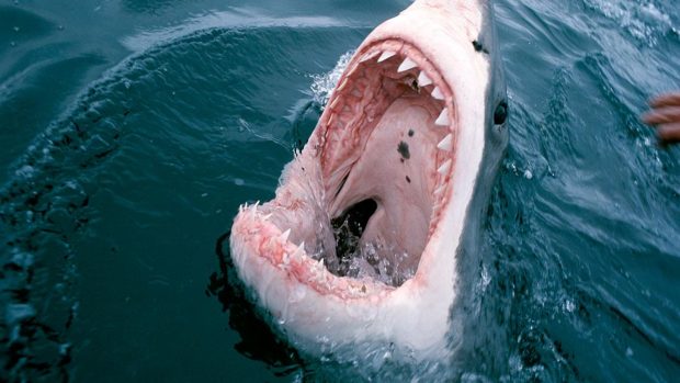 Great white shark mouth wallpapers hd.