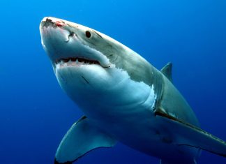 Great white shark wallpapers widescreen.