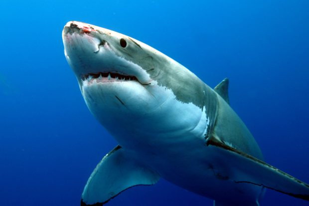 Great white shark wallpapers widescreen.