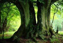 Green tree wallpaper free.