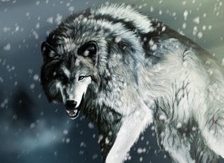 Grey Wolf Wallpaper.