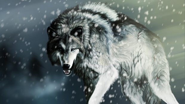 Grey Wolf Wallpaper.