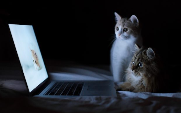 HD Cats and Laptop Wallpaper.