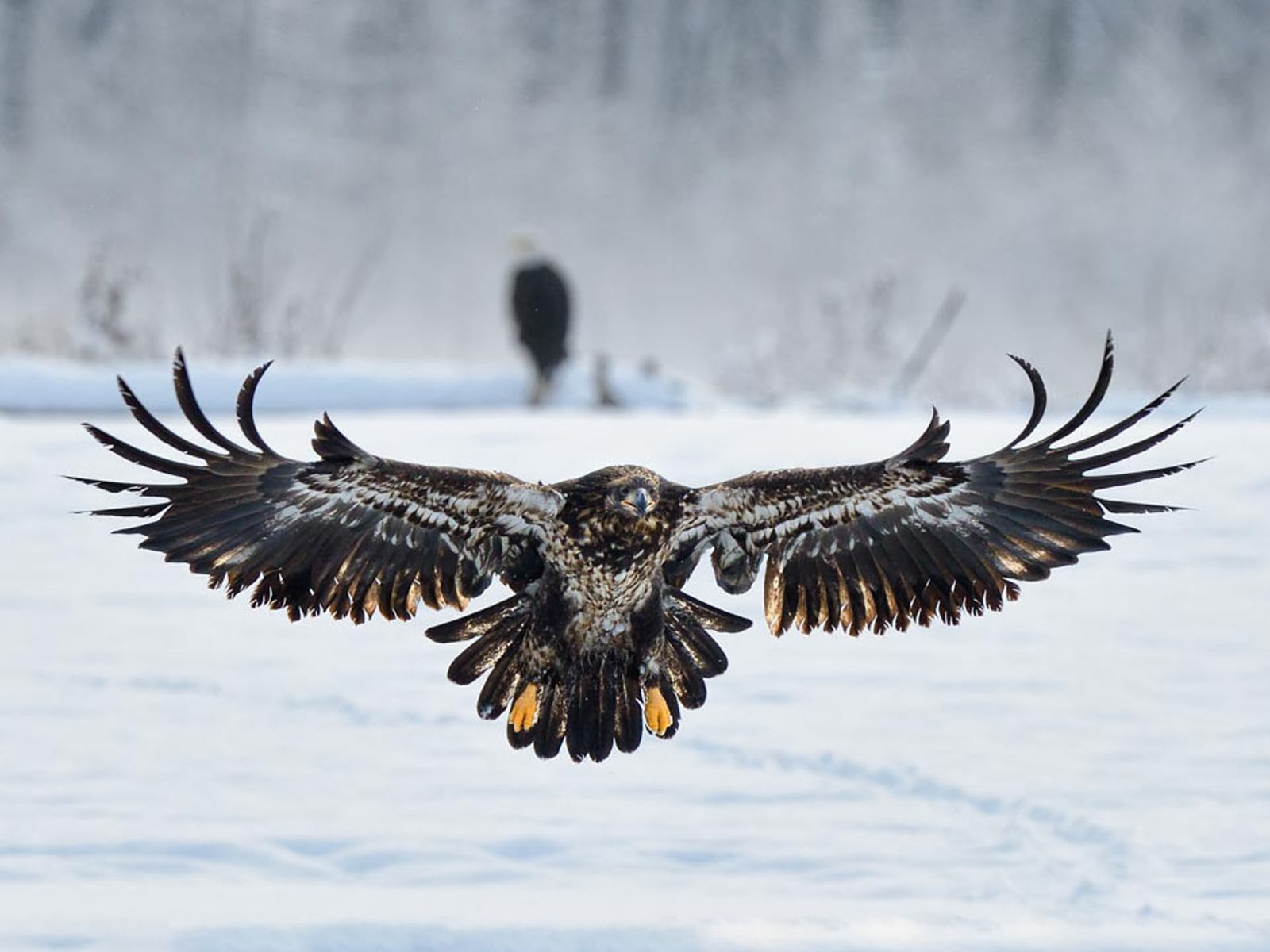 Eagle, eagles, 3d, HD wallpaper | Peakpx