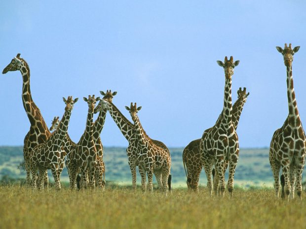 HD Giraffe Image.