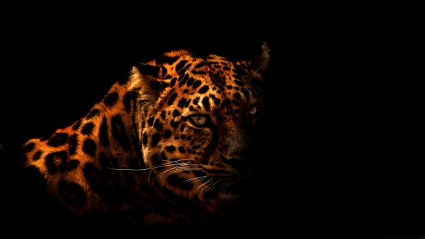 HD Leopard Wallpaper High Resolution.