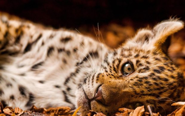 HD adorable leopard wallpaper.