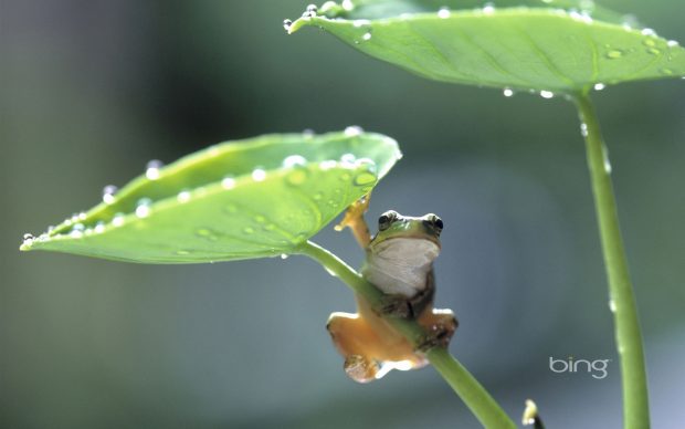 Frog climbing taro plant