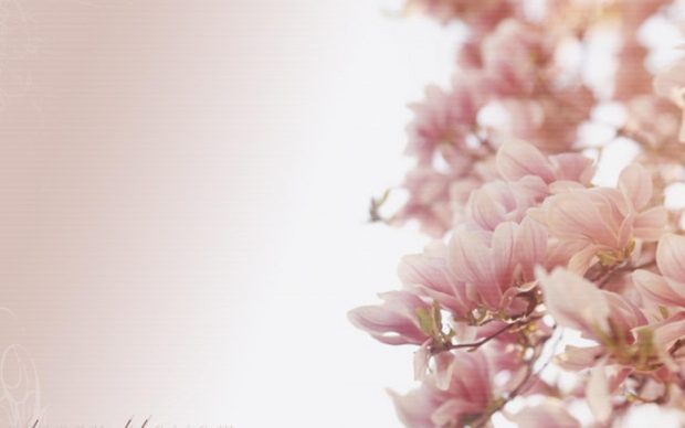 Hd cherry blossom 1080p wallpapers white.