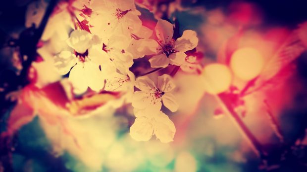 Hd cherry blossom backgrounds.