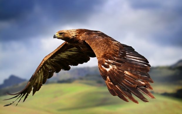 High Definition Eagle Wallpaper.