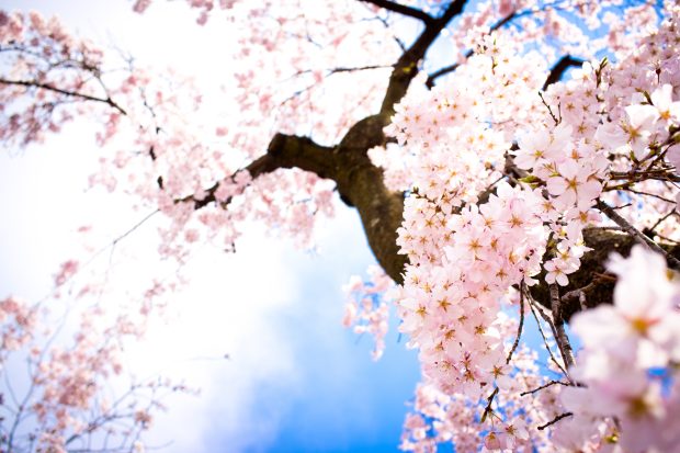 High cherry blossom wallpapers.