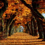 High desktop cool backgrounds fall images.