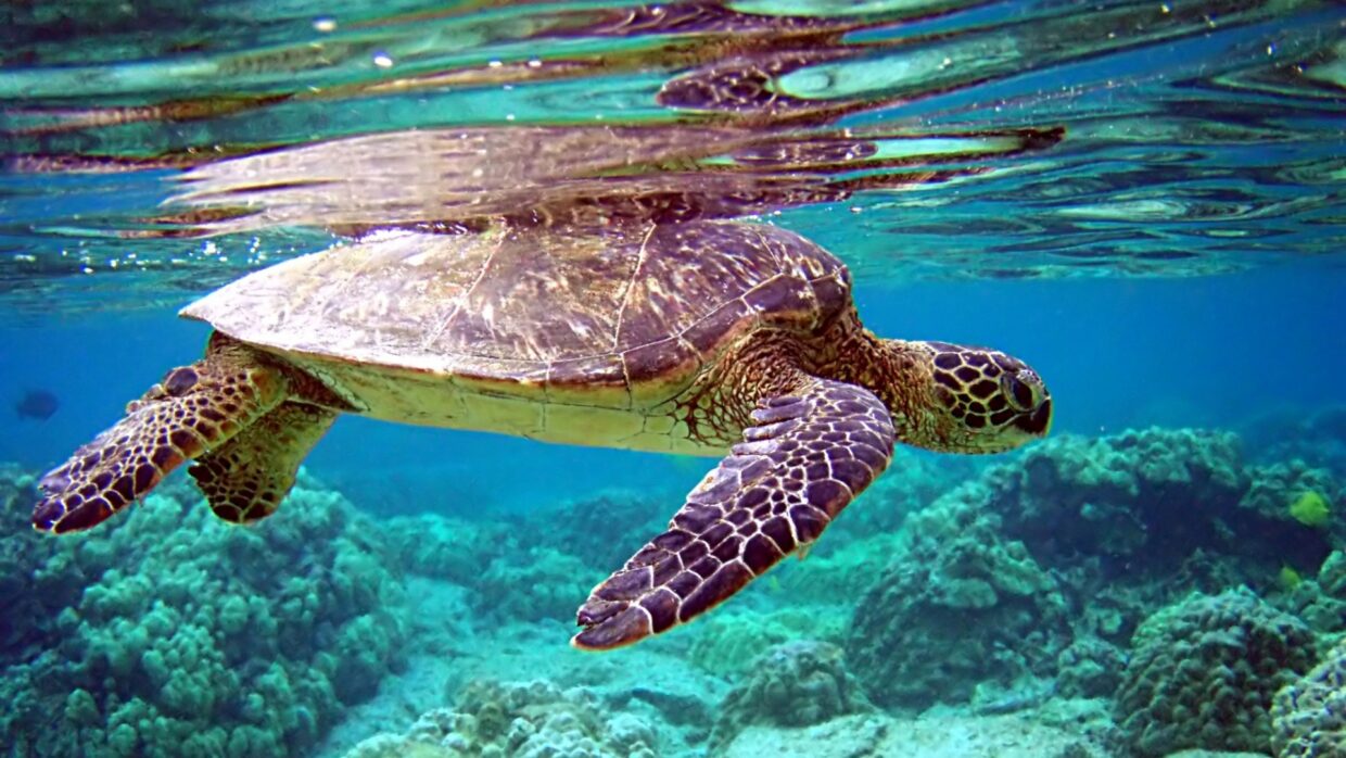 Turtle Backgrounds - PixelsTalk