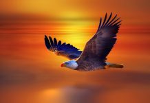 Image for Eagle Wallpaper Free.