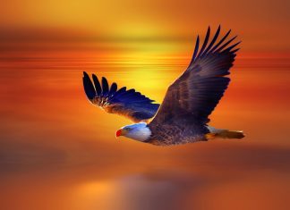 Image for Eagle Wallpaper Free.