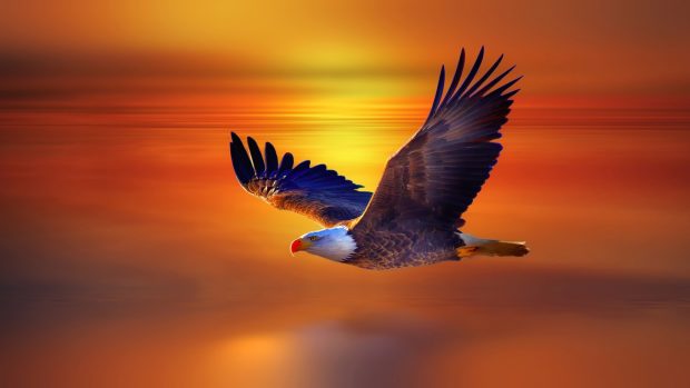 Image for Eagle Wallpaper Free.