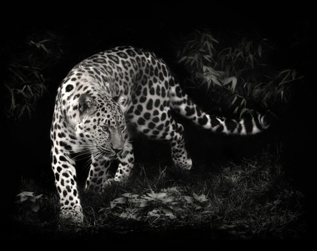 Images Download Leopard Backgrounds.