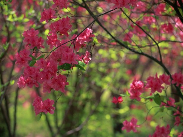 Japan Backgrounds Full HD.