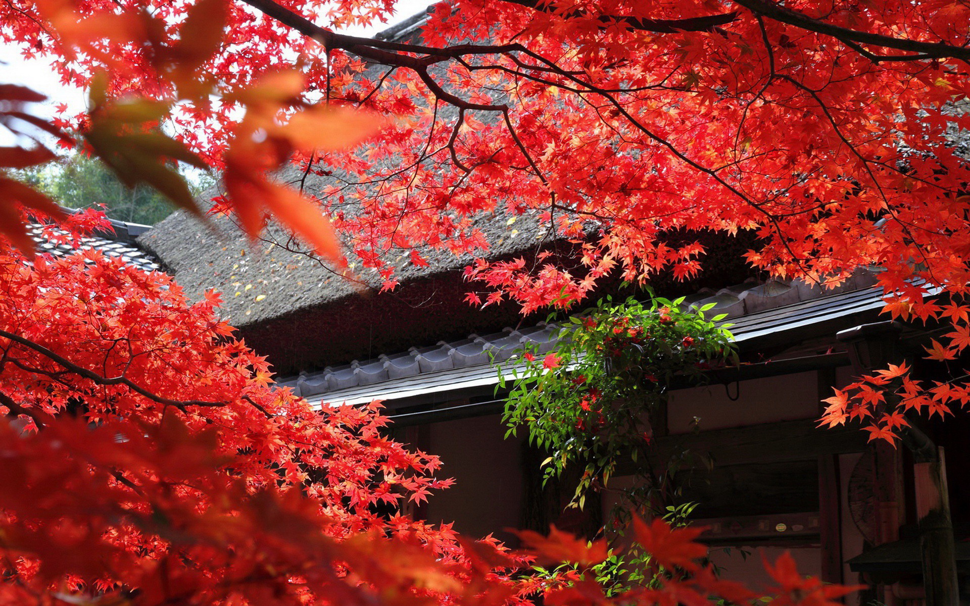 Japan Wallpapers Free Download | PixelsTalk.Net