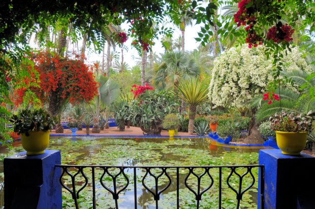 Jardin majorelle wallpaper HD.