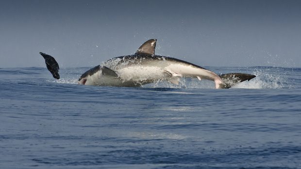 Jumping Great White Shark Wallpapers.