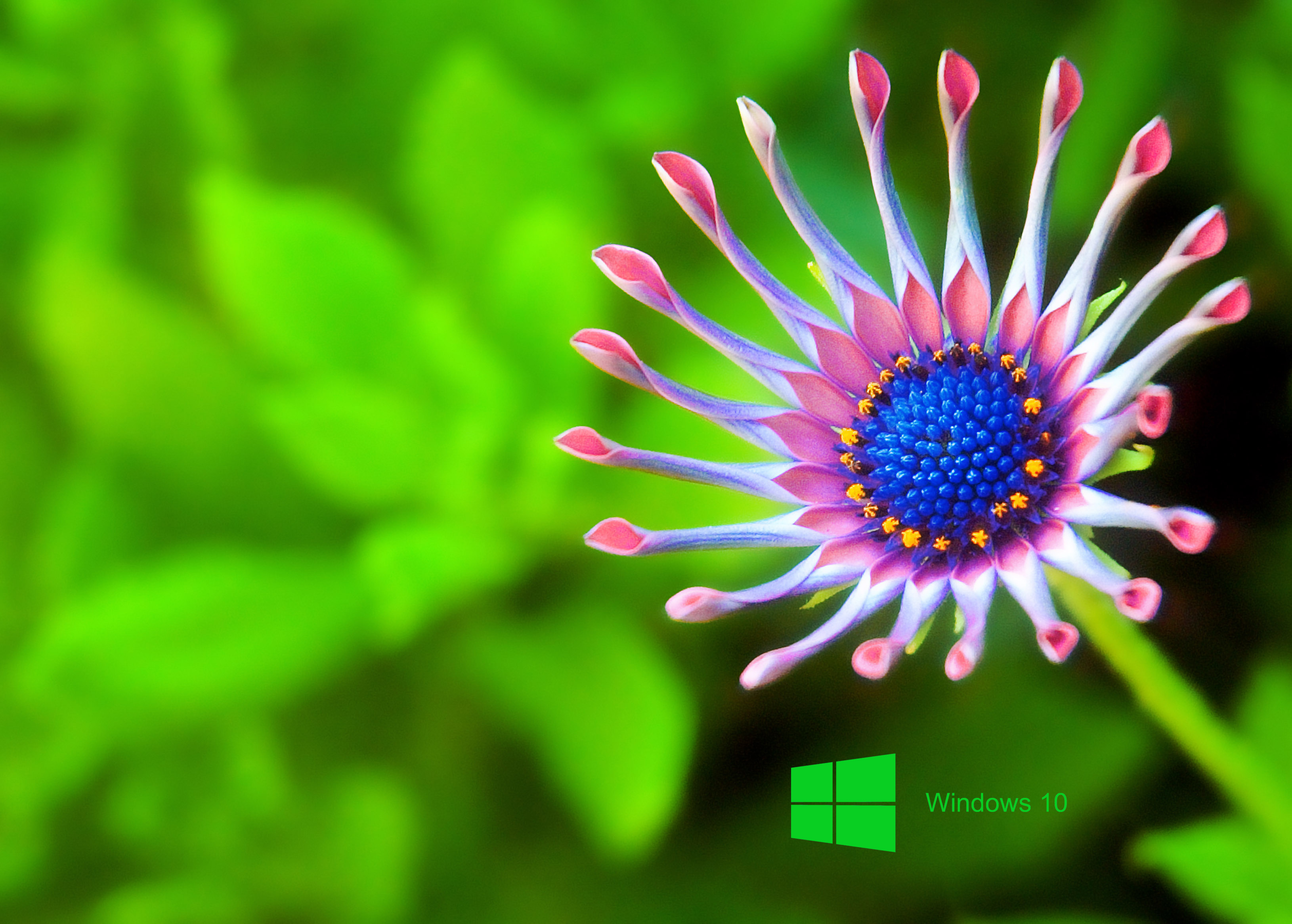 Wallpaper Keren Laptop Windows 10 - Gambar Roman