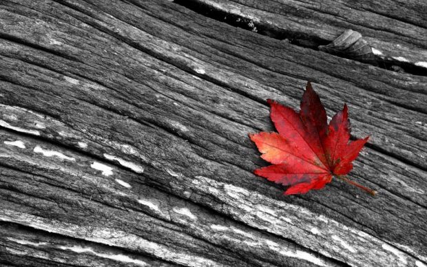Leaves Black And White Photography Wallpaper.