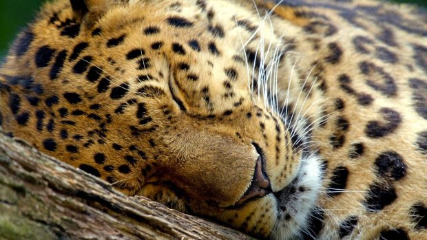 Leopard Backgrounds Images Download.