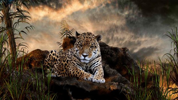Leopard HD Desktop Background