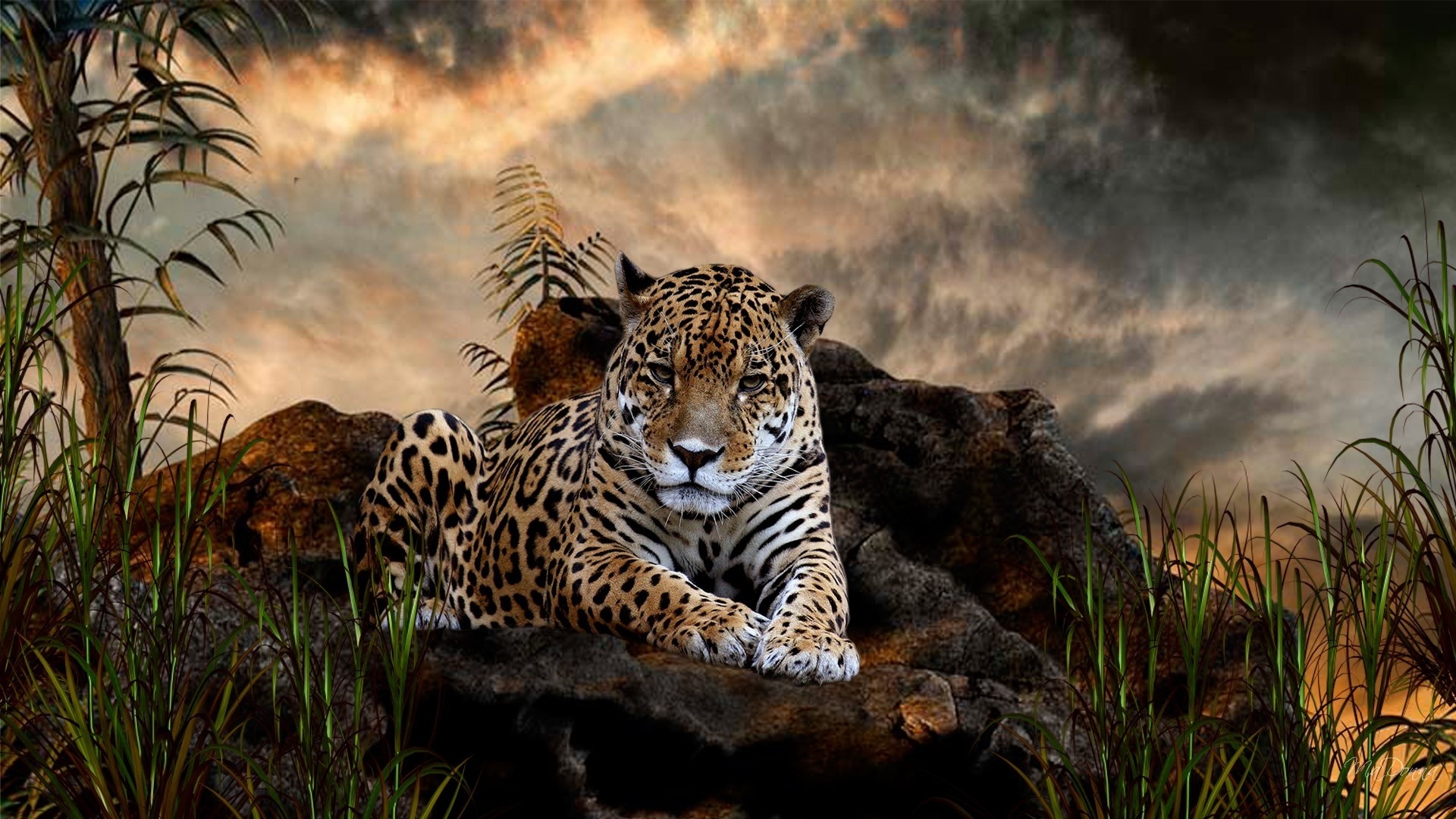 Leopard Wallpapers HD 