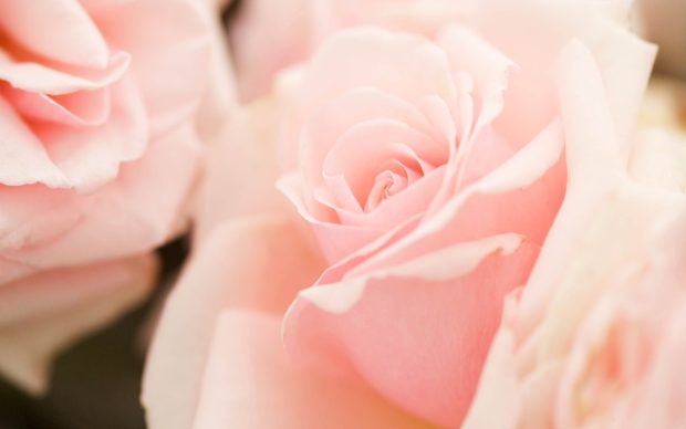 Light Pink Flowers Wallpaper.