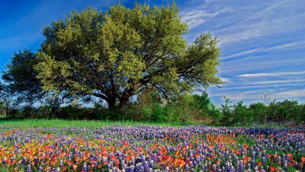 Live-Oak-Wildflowers