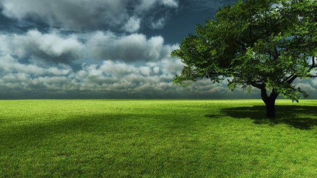 Lonely green tree wide wallpaper HD.